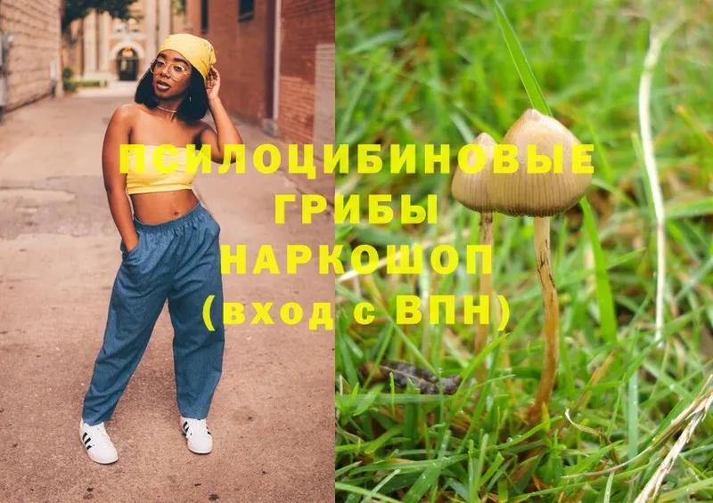 блэк спрут tor  Ногинск  Галлюциногенные грибы Magic Shrooms 