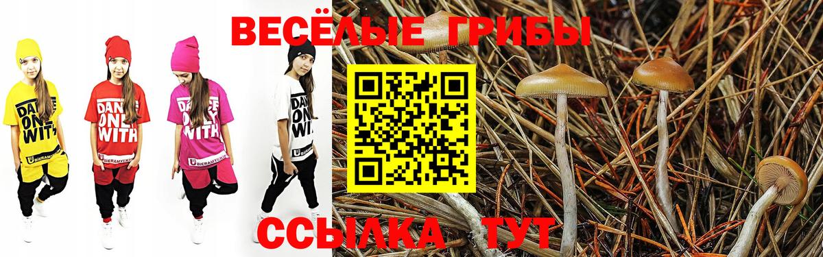 Галлюциногенные грибы Psilocybine cubensis Ногинск