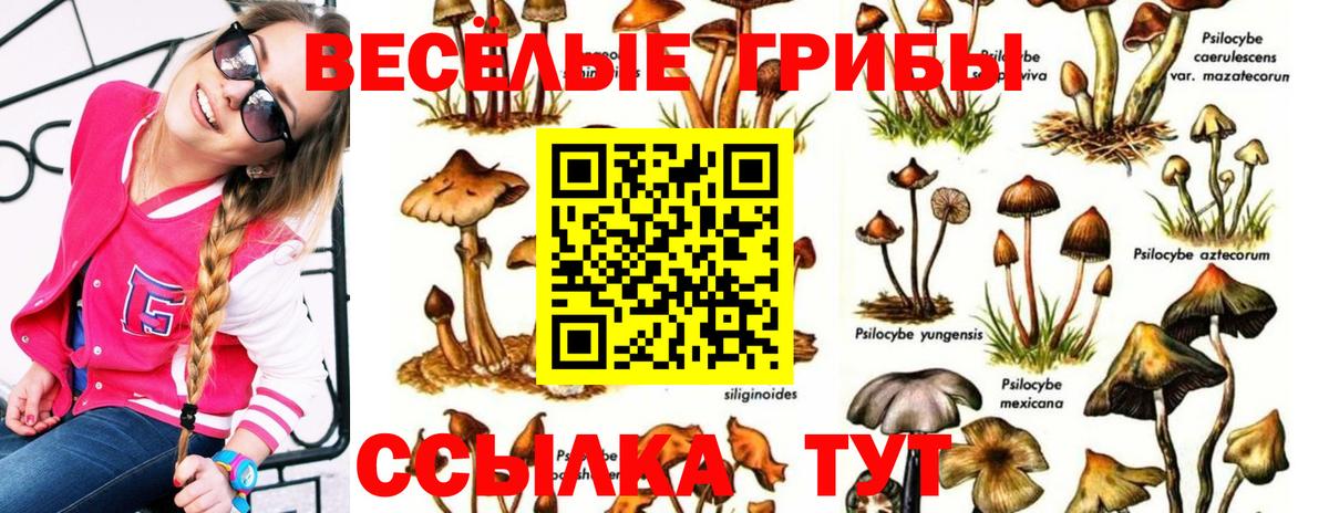 Ногинск  Псилоцибиновые грибы Magic Shrooms  Вход с VPN  Псилоцибиновые грибы GOLDEN TEACHER 